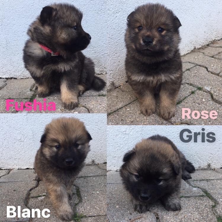 chiot Eurasier Doggylove