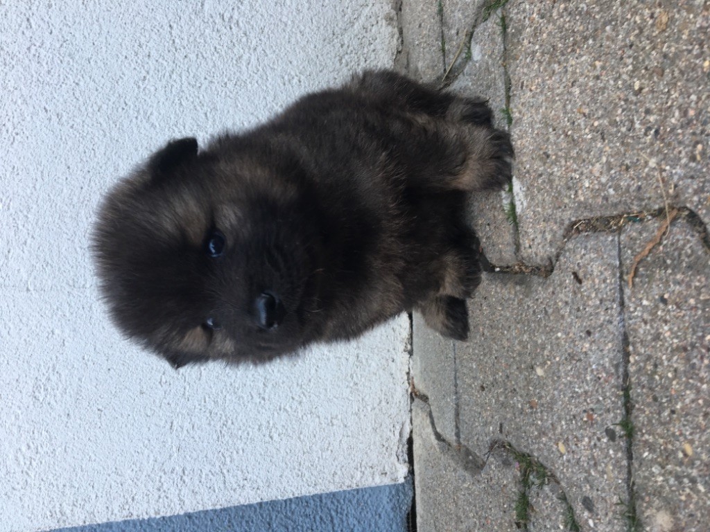 Doggylove - Chiot disponible  - Eurasier