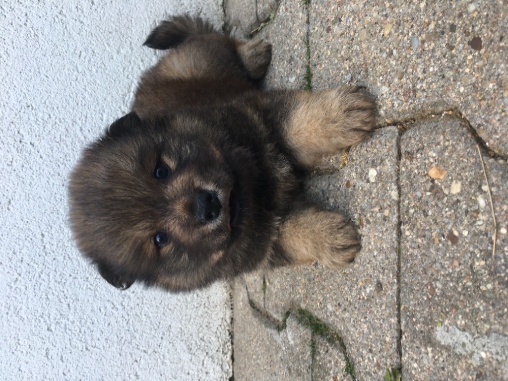 Doggylove - Chiot disponible  - Eurasier